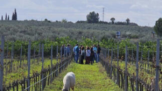 Visita a bodega con cata de vinos